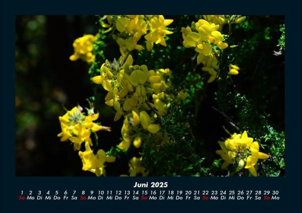 Produktbild: Blumenkalender 2025 Fotokalender DIN A4