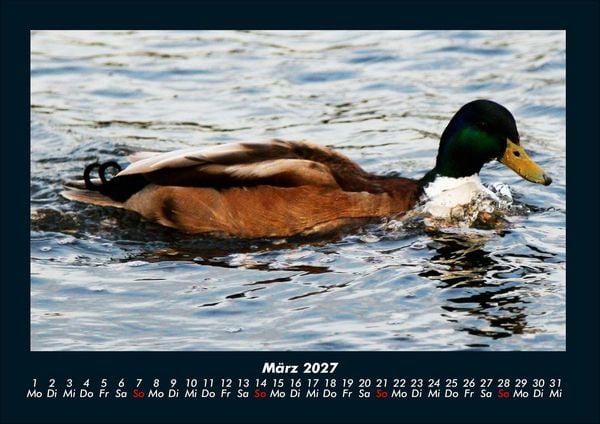 Produktbild: Enten 2027 Fotokalender DIN A4