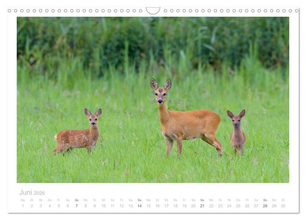 Produktbild: Rehwild 2026 (Wandkalender 2026 DIN A3 quer), CALVENDO Monatskalender