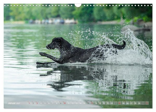 Produktbild: Labradore im Wasser (Wandkalender 2027 DIN A3 quer), CALVENDO Monatskalender