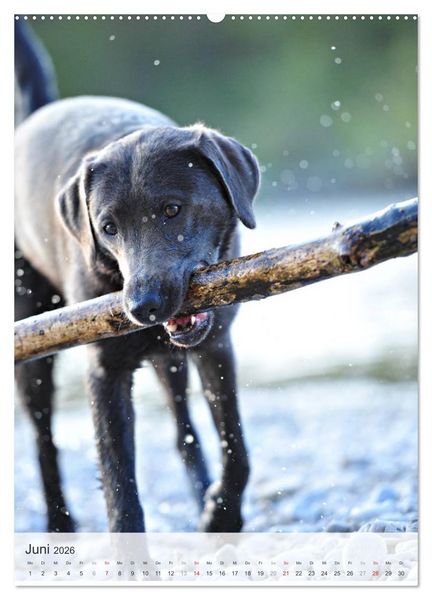 Produktbild: Hundepers&ouml;nlichkeiten (Wandkalender 2026 DIN A2 hoch), CALVENDO Monatskalender
