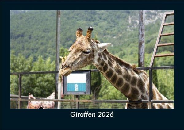 Produktbild: Giraffen 2026 Fotokalender DIN A5