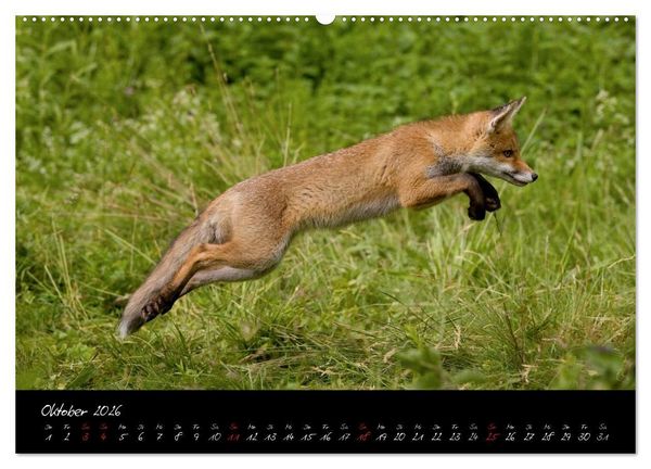 Produktbild: Rotfuchs - Impressionen (Wandkalender 2026 DIN A2 quer), CALVENDO Monatskalender
