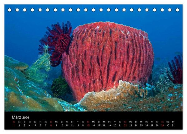 Produktbild: Faszinierendes Leben unter Wasser (Tischkalender 2026 DIN A5 quer), CALVENDO Monatskalender