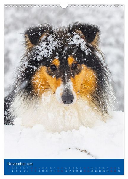Produktbild: Traumhund Collie - Gl&uuml;ck auf vier Pfoten (Wandkalender 2026 DIN A3 hoch), CALVENDO Monatskalender