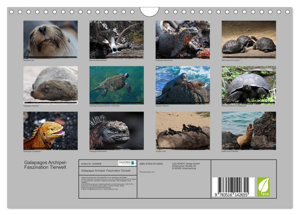 Produktbild: Galapagos Archipel- Faszination Tierwelt (Wandkalender 2026 DIN A4 quer), CALVENDO Monatskalender