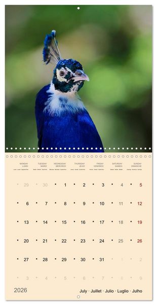 Produktbild: Portraits d'oiseaux des beaut&eacute;s plumeuses (Calendrier mural carr&eacute; 2026 30x30 cm) Calendrier double avec une page pour vos prises de notes