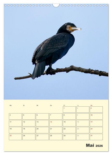 Produktbild: Vogelwelt an der Sieg (Wandkalender 2026 DIN A3 hoch), CALVENDO Monatskalender