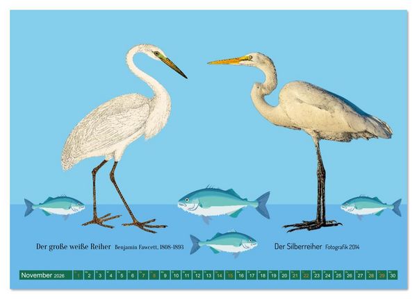 Produktbild: Vom Reiger zum Reiher (Tischkalender 2026 DIN A5 quer), CALVENDO Monatskalender