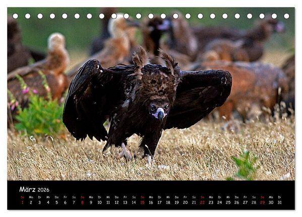 Produktbild: Unter Geiern auf Mallorca: Ein Projekt der Naturschutzstiftung Vida Silvestre Mediterr&aacute;nea (Tischkalender 2026 DIN A5 quer), CALVENDO Monatskalender