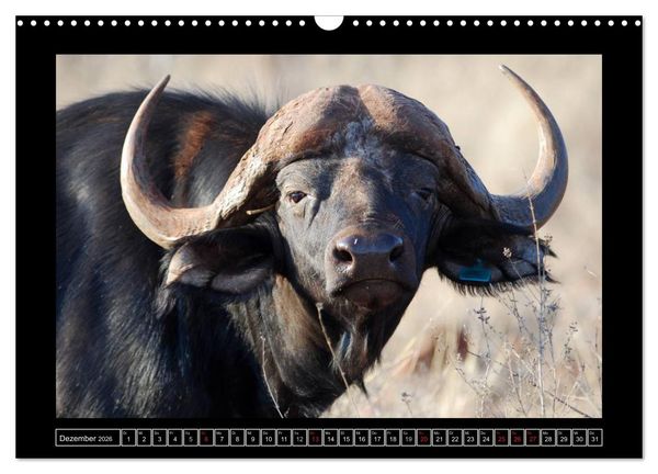 Produktbild: B&uuml;ffel (Wandkalender 2026 DIN A3 quer), CALVENDO Monatskalender