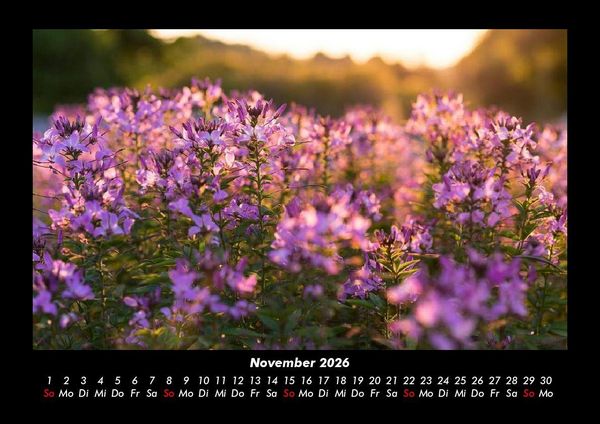 Produktbild: Blumentr&auml;ume 2026 Fotokalender DIN A3