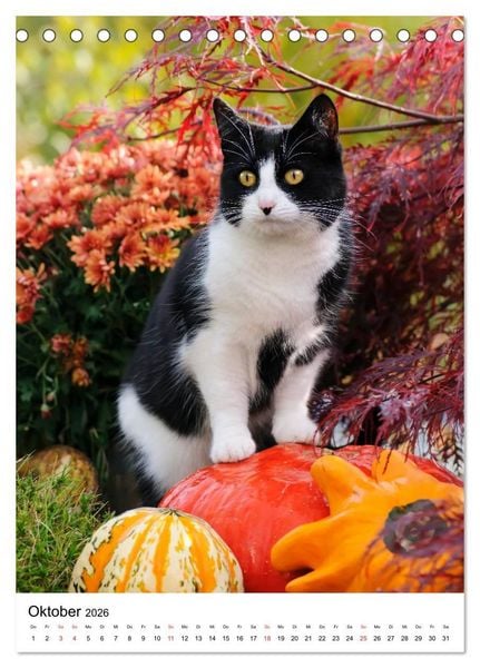 Produktbild: COUNTRY CATS (Tischkalender 2026 DIN A5 hoch), CALVENDO Monatskalender