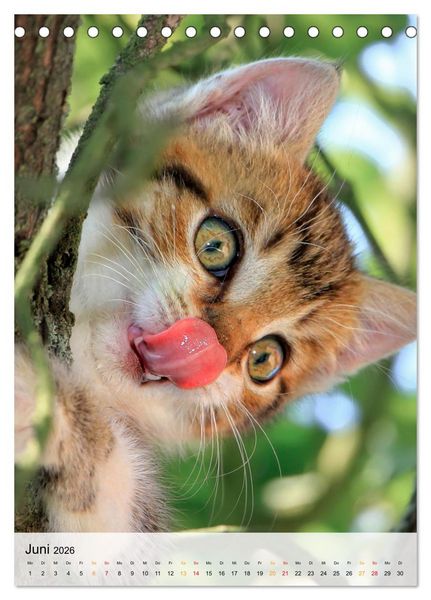 Produktbild: Katzen - s&uuml;&szlig; und kuschelig (Tischkalender 2026 DIN A5 hoch), CALVENDO Monatskalender