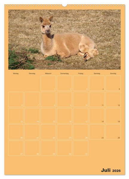 Produktbild: Alpakas zum Verlieben (hochwertiger Premium Wandkalender 2026 DIN A2 hoch), Kunstdruck in Hochglanz
