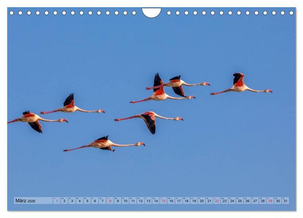 Produktbild: Camargue - Der wilde S&uuml;den Frankreichs (Wandkalender 2026 DIN A4 quer), CALVENDO Monatskalender