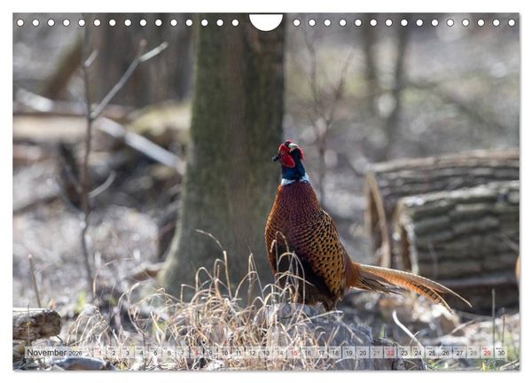 Produktbild: Emotional Moments: The pheasants. UK-Version (Wall Calendar 2026 DIN A4 landscape), CALVENDO 12 Month Wall Calendar