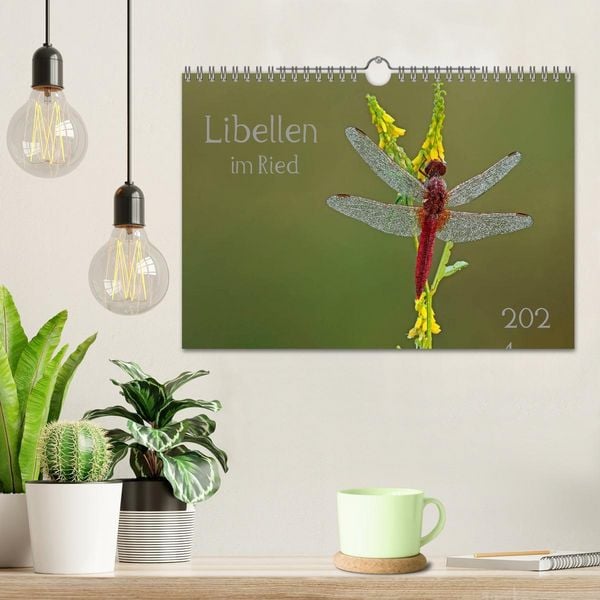 Produktbild: Libellen im Ried (Wandkalender 2026 DIN A4 quer), CALVENDO Monatskalender