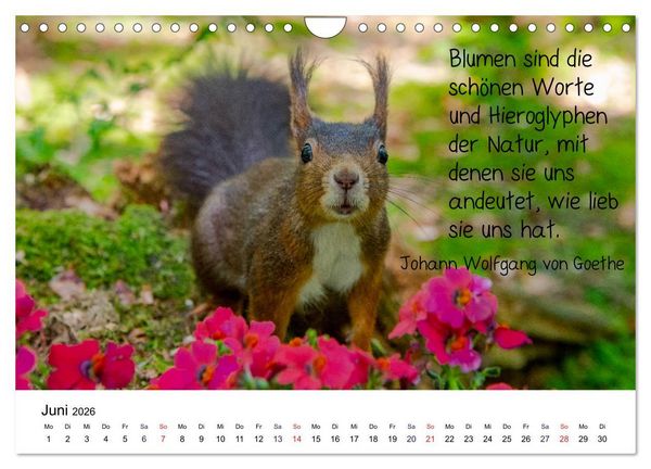 Produktbild: Der literarische Eichh&ouml;rnchen-Kalender (Wandkalender 2026 DIN A4 quer), CALVENDO Monatskalender