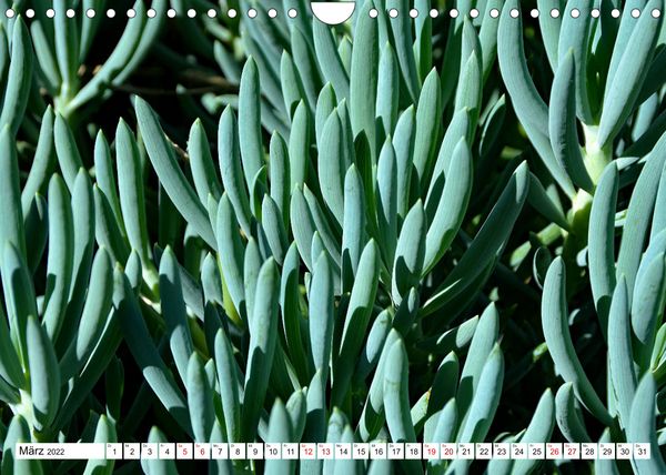 Produktbild: Kakteen - Stachelige Sch&ouml;nheit aus der N&auml;he betrachtet (Wandkalender 2022 DIN A4 quer)
