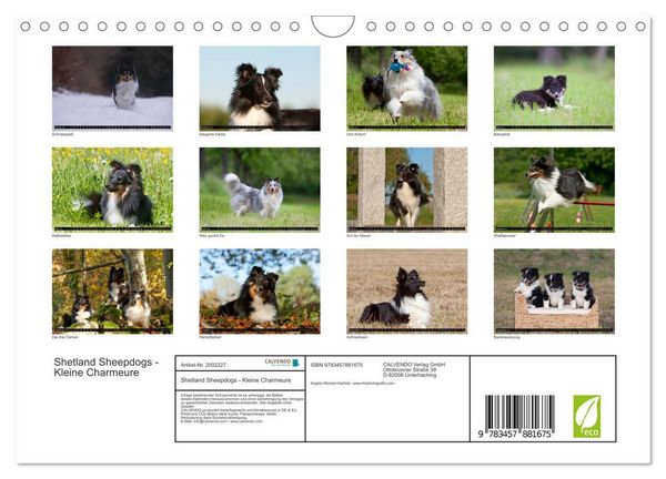 Produktbild: Shetland Sheepdogs - Kleine Charmeure (Wandkalender 2026 DIN A4 quer), CALVENDO Monatskalender
