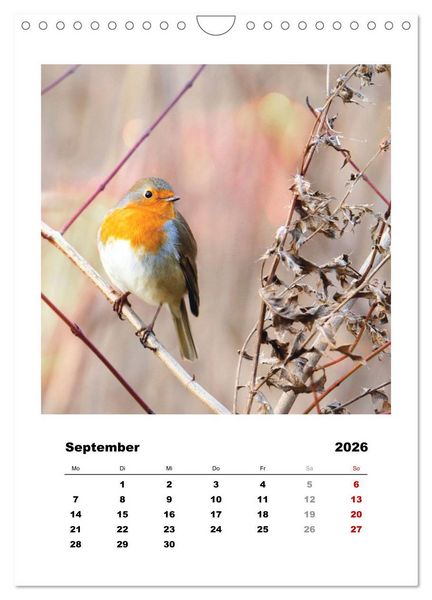 Produktbild: Rotkehlchen, s&uuml;&szlig;e kleine Knutschkugeln (Wandkalender 2026 DIN A4 hoch), CALVENDO Monatskalender
