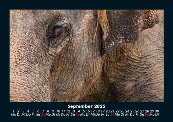 Produktbild: Elefanten - Die sanften Riesen Afrikas 2025 Fotokalender DIN A5