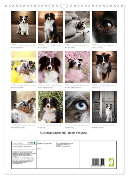 Produktbild: Australian Shepherd - Beste Freunde (Wandkalender 2026 DIN A3 hoch), CALVENDO Monatskalender