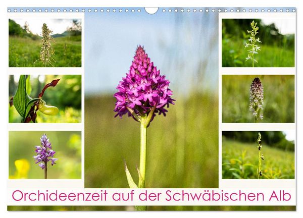 Produktbild: Orchideenzeit auf der Schw&auml;bischen Alb (Wandkalender 2026 DIN A3 quer), CALVENDO Monatskalender