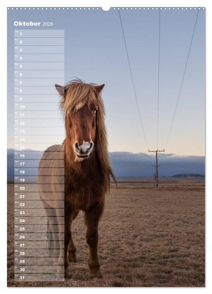 Produktbild: Mein ISLANDPFERDE Planer - Geburtstage, Hof-Feste, Turniere (Wandkalender 2026 DIN A2 hoch), CALVENDO Monatskalender