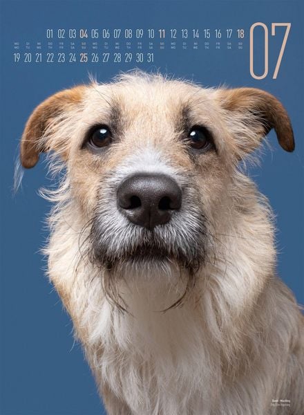 Produktbild: Frei Schnauze Kalender 2027