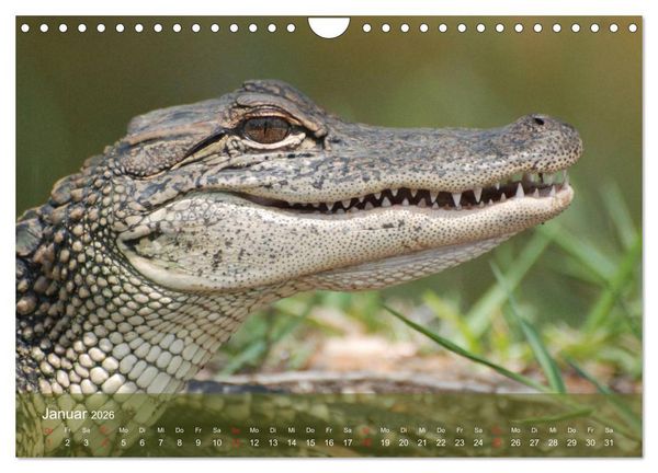 Produktbild: Alligatoren und Co. (Wandkalender 2026 DIN A4 quer), CALVENDO Monatskalender