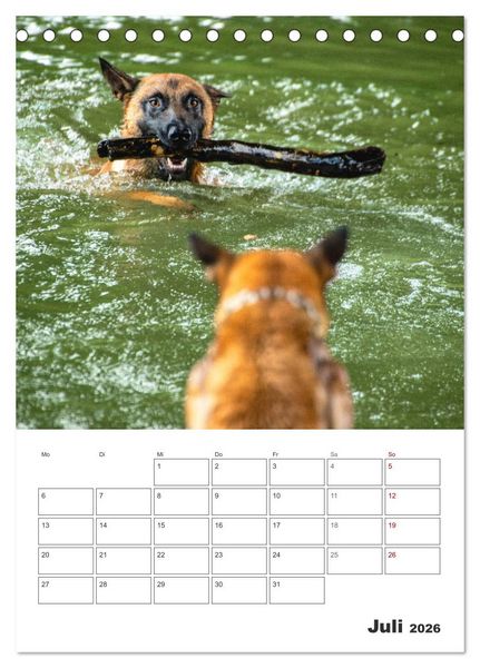 Produktbild: Malinois Power auf vier Pfoten (Tischkalender 2026 DIN A5 hoch), CALVENDO Monatskalender