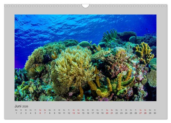 Produktbild: Korallen-Riffe Tauchertr&auml;ume (Wandkalender 2026 DIN A3 quer), CALVENDO Monatskalender