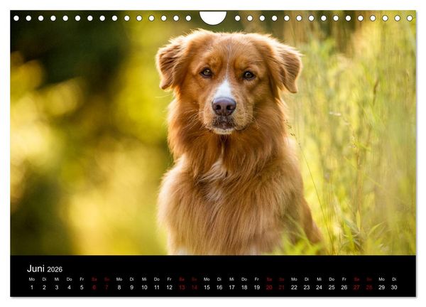 Produktbild: Toller - Nova Scotia Duck Tolling Retriever (Wandkalender 2026 DIN A4 quer), CALVENDO Monatskalender