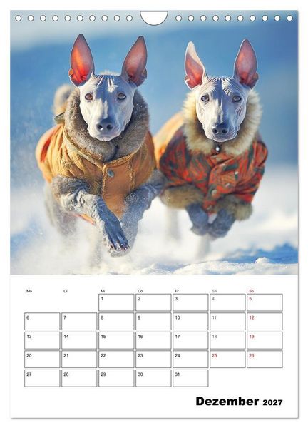 Produktbild: Xolos. Seelenhunde aus Mexiko (Wandkalender 2027 DIN A4 hoch), CALVENDO Monatskalender