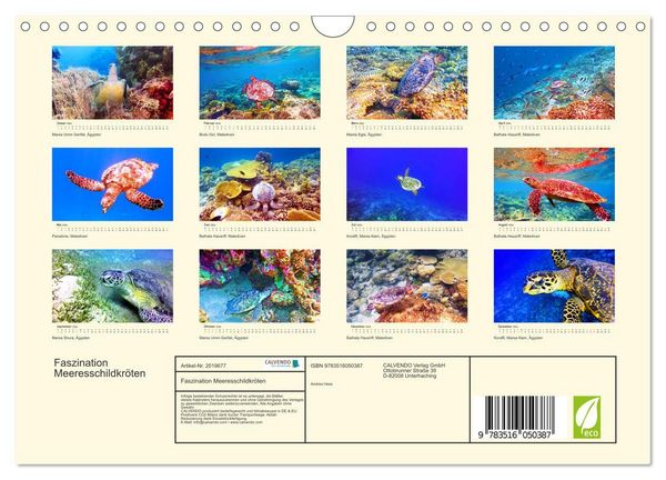 Produktbild: Faszination Meeresschildkr&ouml;ten (Wandkalender 2026 DIN A4 quer), CALVENDO Monatskalender