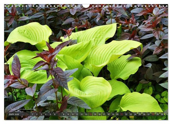 Produktbild: Hosta Staude mit Herz (Wandkalender 2026 DIN A3 quer), CALVENDO Monatskalender