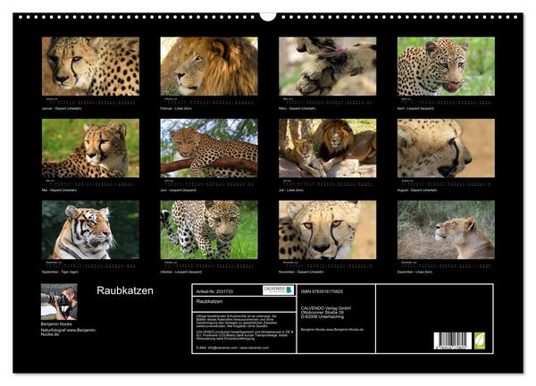 Produktbild: Raubkatzen (Wandkalender 2026 DIN A2 quer), CALVENDO Monatskalender