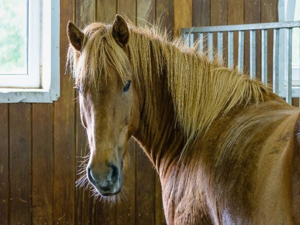 Produktbild: CALVENDO Puzzle Islandpferd in einem Reitstall bei Bl&aacute;sk&oacute;gabygg&eth;, Island | 1000 Teile Lege-Gr&ouml;&szlig;e 64x48cm Foto-Puzzle f&uuml;r gl&uuml;ckliche Stunden