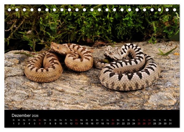 Produktbild: REPTILIEN IM TERRARIUM (Tischkalender 2026 DIN A5 quer), CALVENDO Monatskalender