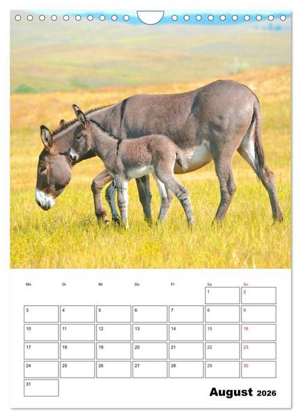 Produktbild: S&uuml;&szlig;e Esel. Langohren zum Verlieben (Wandkalender 2026 DIN A4 hoch), CALVENDO Monatskalender