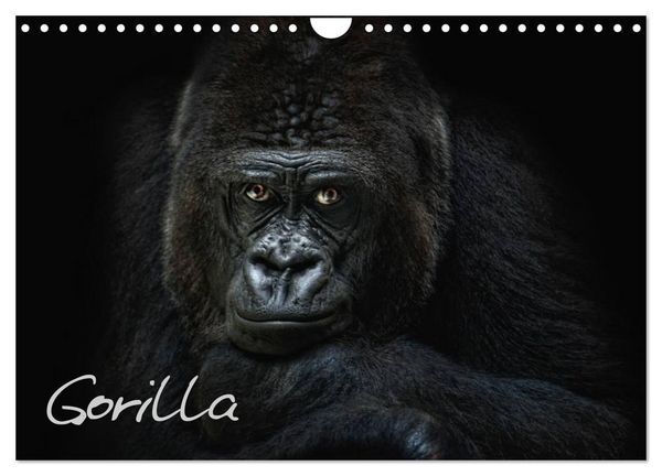 Produktbild: Gorilla (Wandkalender 2026 DIN A4 quer), CALVENDO Monatskalender