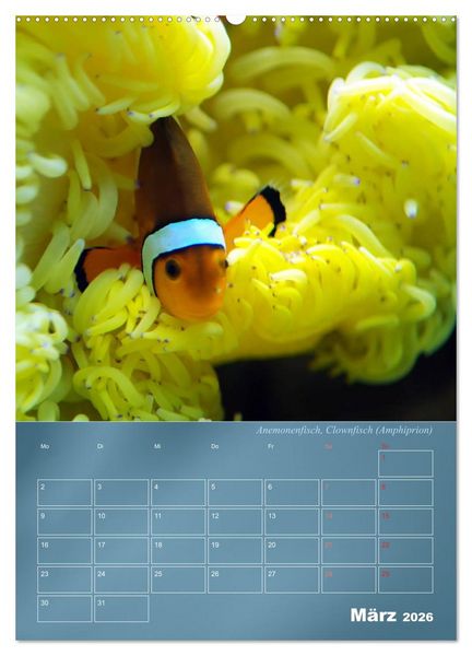 Produktbild: Bunte Riffbewohner - Fische, Anemonen und noch viel mehr (Wandkalender 2026 DIN A2 hoch), CALVENDO Monatskalender