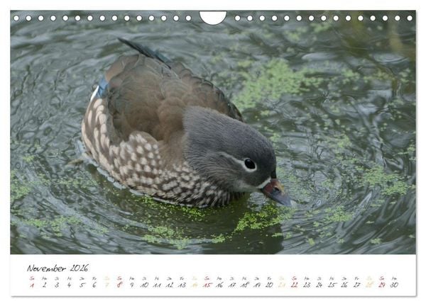 Produktbild: Mandarinenenten, die Liebe zur Natur (Wandkalender 2026 DIN A4 quer), CALVENDO Monatskalender