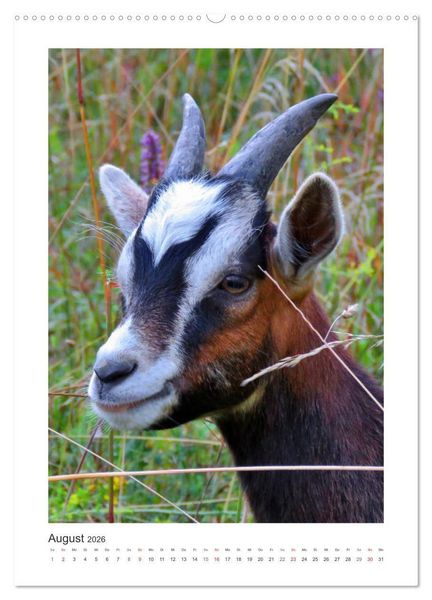 Produktbild: Ziegenportraits (hochwertiger Premium Wandkalender 2026 DIN A2 hoch), Kunstdruck in Hochglanz