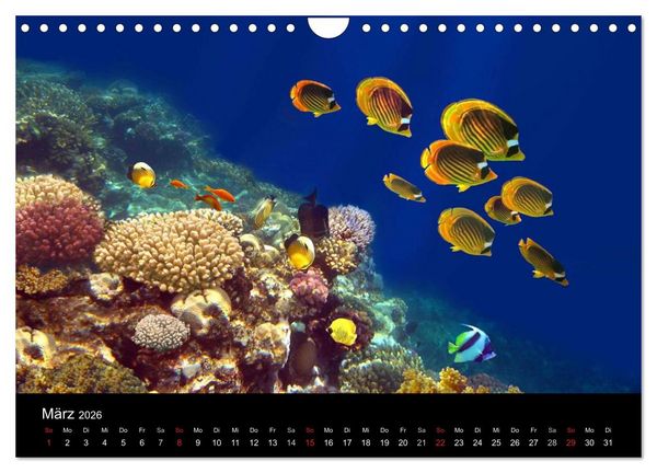 Produktbild: Meeres Sch&ouml;nheiten (Wandkalender 2026 DIN A4 quer), CALVENDO Monatskalender
