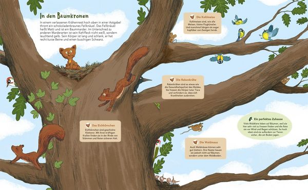 Produktbild: Matti und das Leben im Wald - Ein Marder zeigt dir sein Zuhause