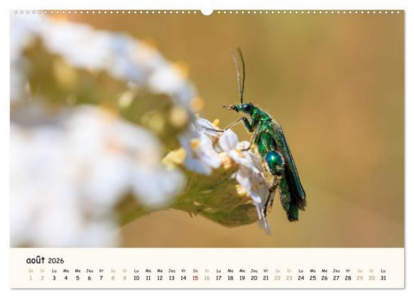 Produktbild: Nos amis les insectes (Calendrier mural 2026 DIN A2 vertical), CALVENDO calendrier mensuel