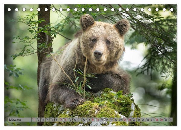Produktbild: Krafttier B&auml;r (Tischkalender 2026 DIN A5 quer), CALVENDO Monatskalender
